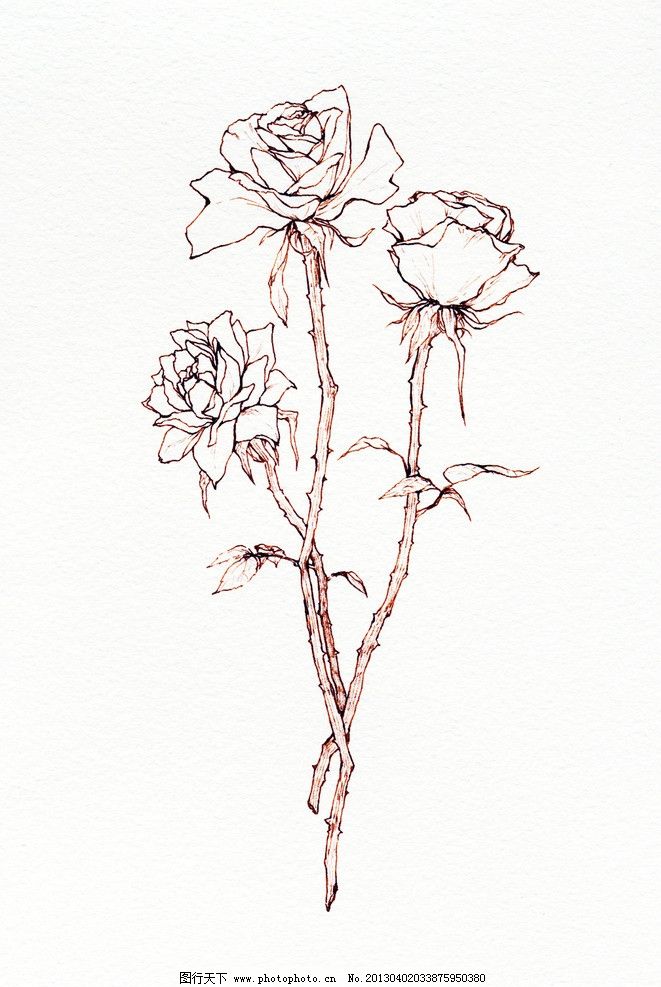 素材 线稿-手绘玫瑰线稿素材图片