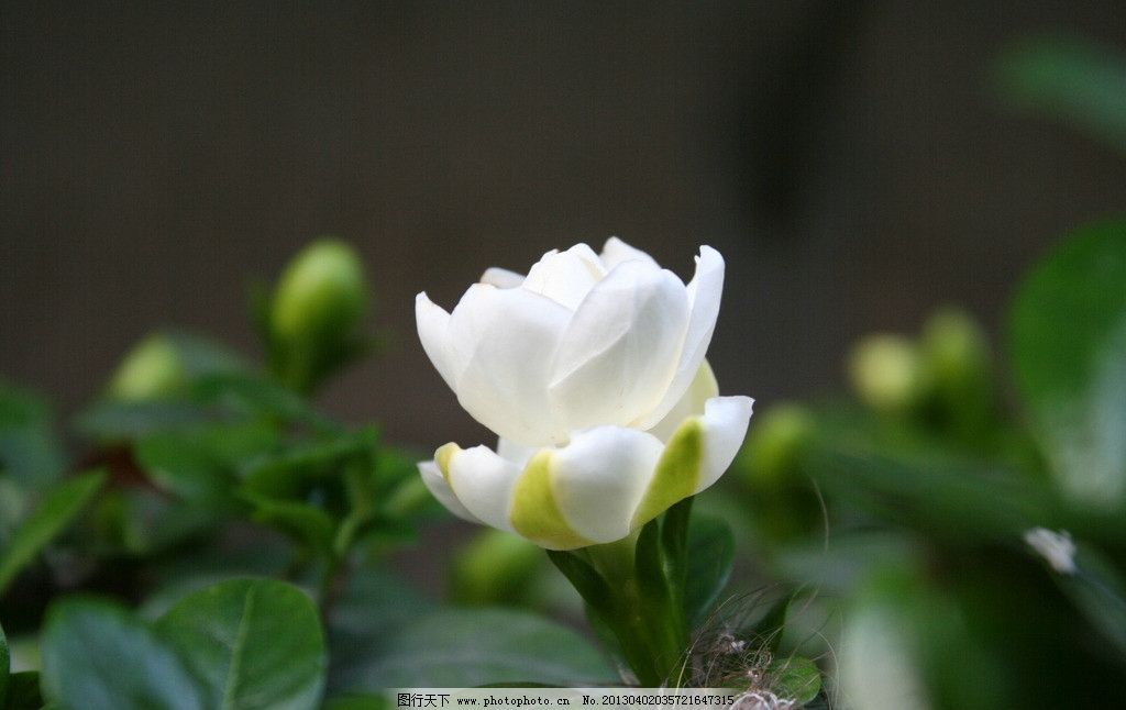 栀子花图片,木丹 鲜支 卮子 越桃 水横枝 支子花-图行天下图库