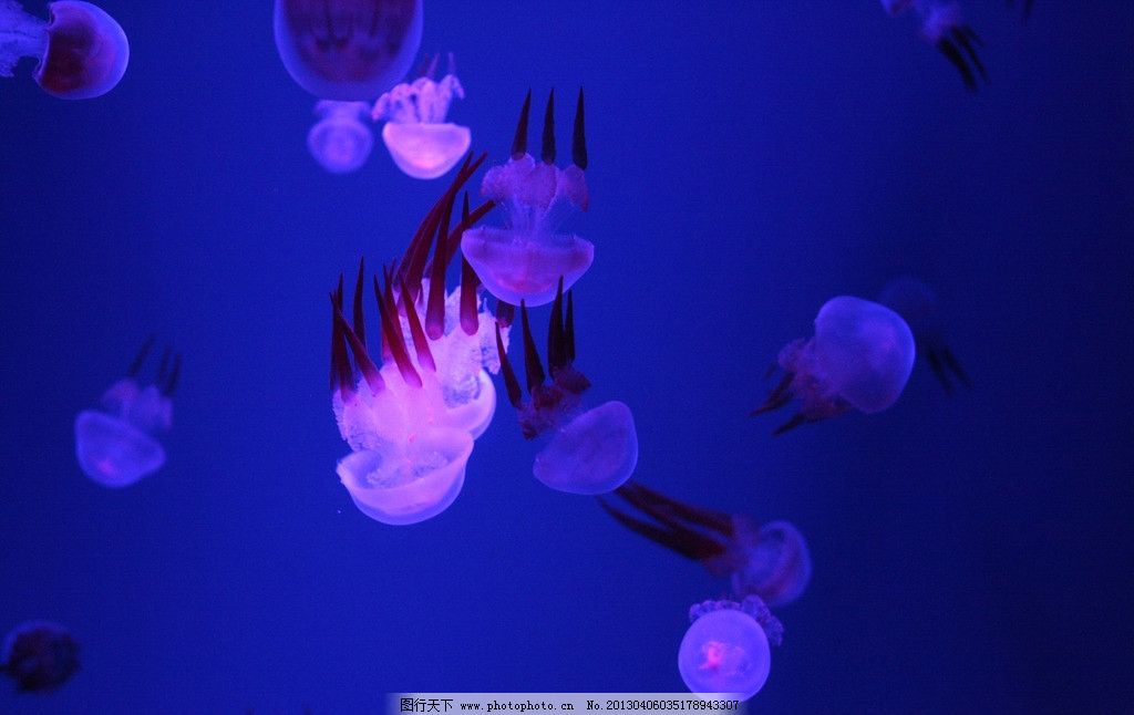 桃花水母图片,海洋 软体 生物 海洋生物 生物世界-图行天下图库