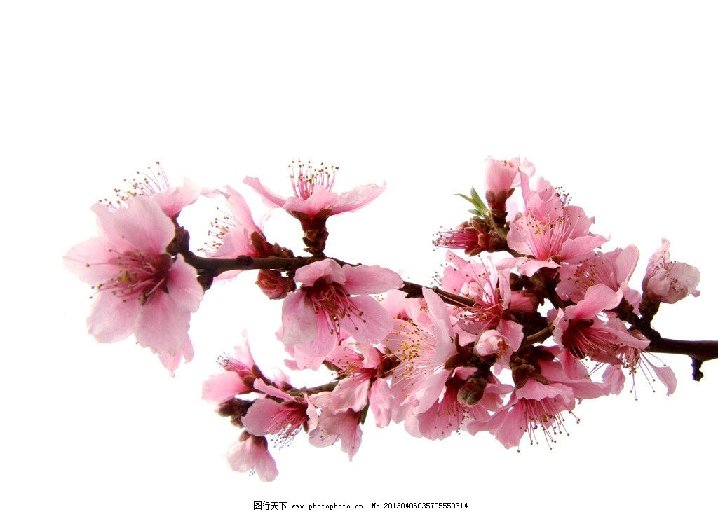 桃花情缘歌谱简谱