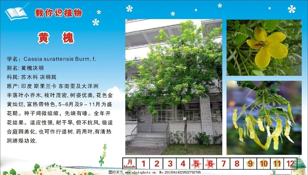 黄槐图片,黄槐决明 靓仔桉 植物牌 树种说明书 