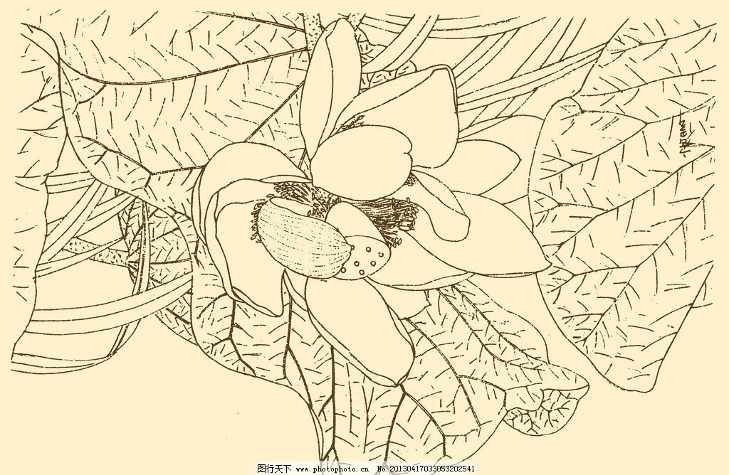 白描花卉 白描 花卉 线描 线画 线稿 中国画 国画 花草 荷花 莲花图片