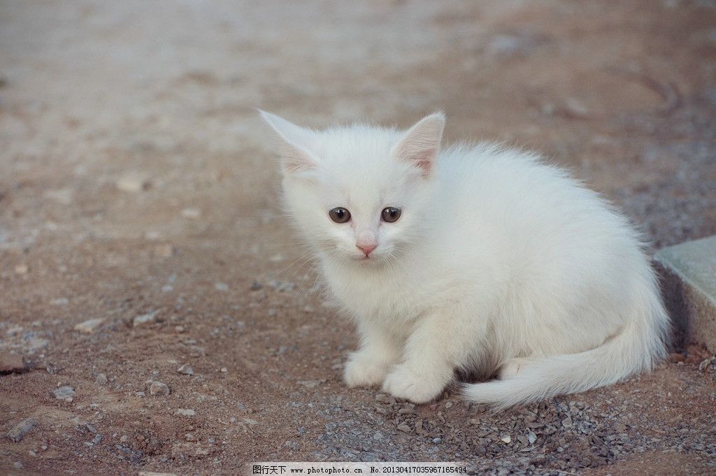 小白猫图片