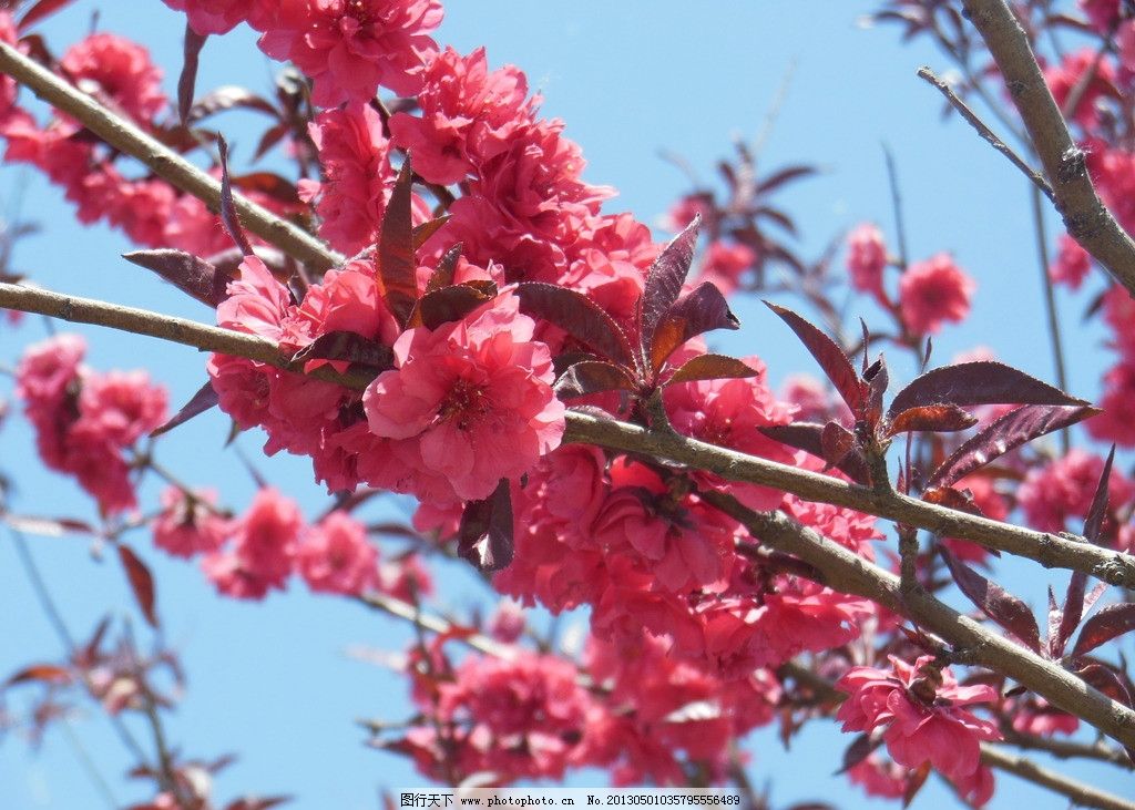 梅花图片,粉色花朵 春天 树枝 一串花 高清图片 花草