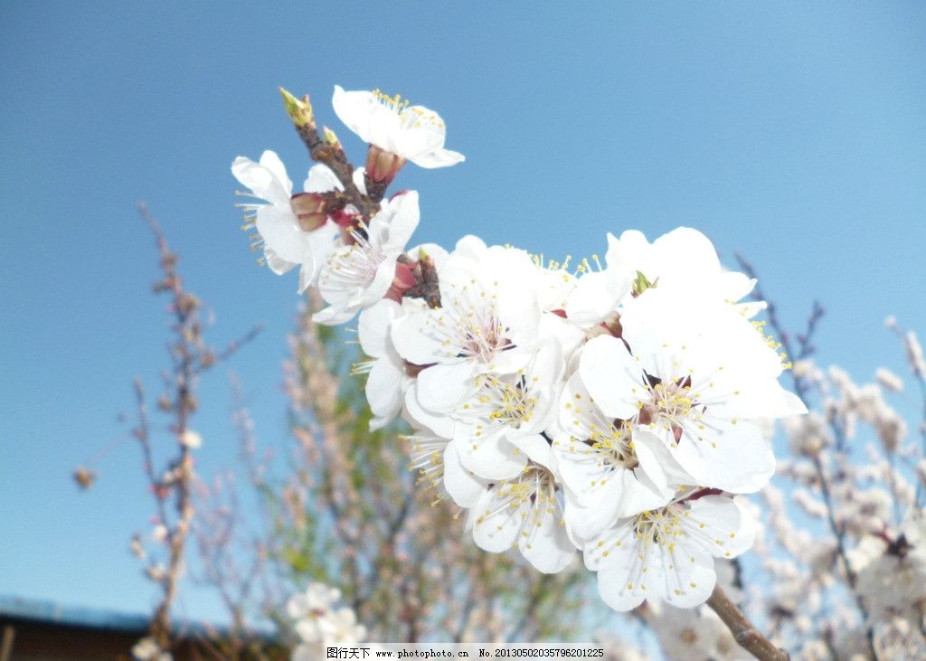 杏花 杏树的花 含苞欲放 花骨朵 花草 春天 白色 蓝天 生物世界 摄影