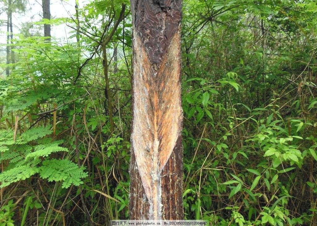 松树油有什么功效松树油有什么作用?