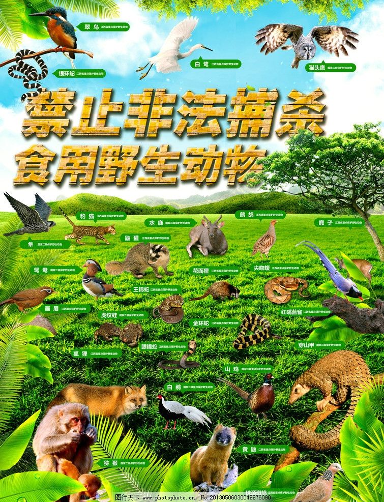 保护动物宣传海报图片,禁止捕杀食用野生动物