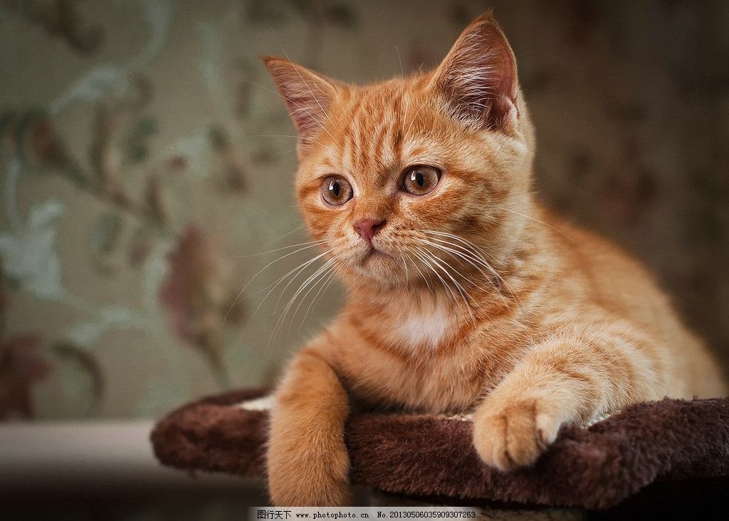 小猫 猫 可爱的 爱干净 朋友 捉鼠 猫咪 猫猫 爬树 宠物 宠物猫 波斯猫 小花猫 小懒猫 猫咪艺术照 玩耍小猫 纯种猫 短毛猫 狸花猫 灵猫 咪星 卖萌 猫科 家禽家畜 生物世界 摄影 72DPI JPG