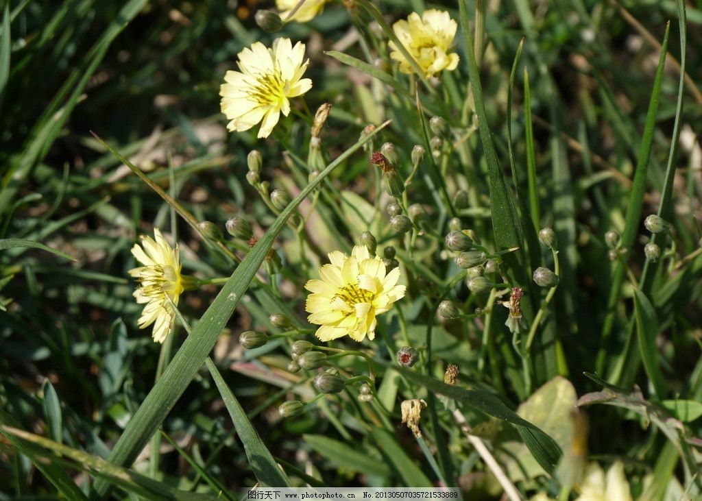 苦菜花 黄颜色 苦菜 花卉图片