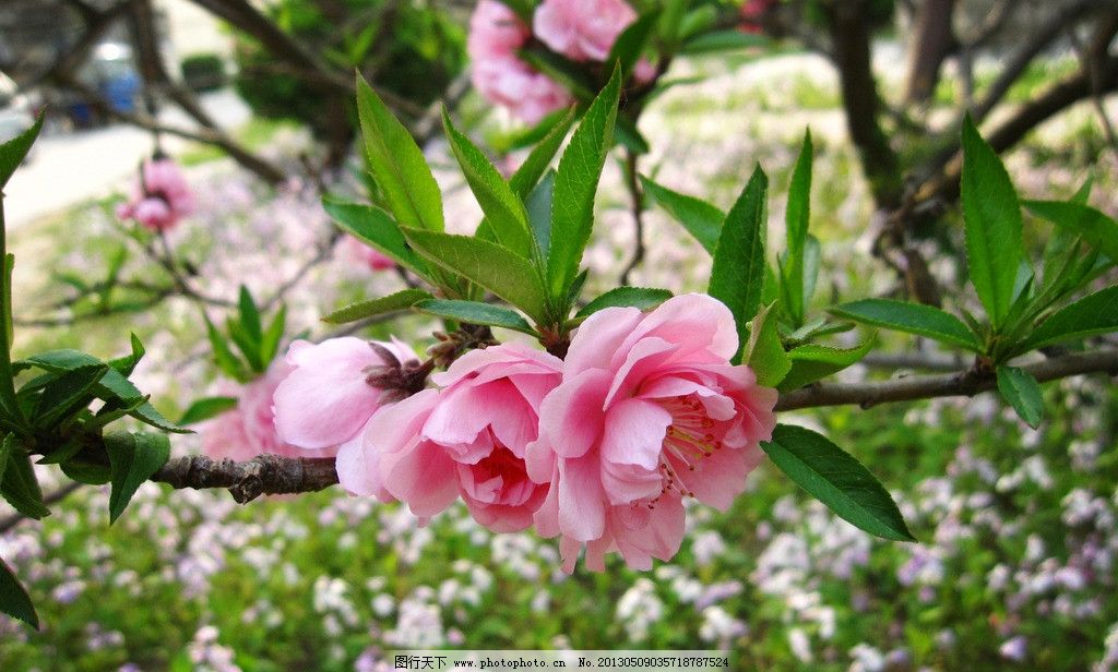桃花情缘歌谱简谱