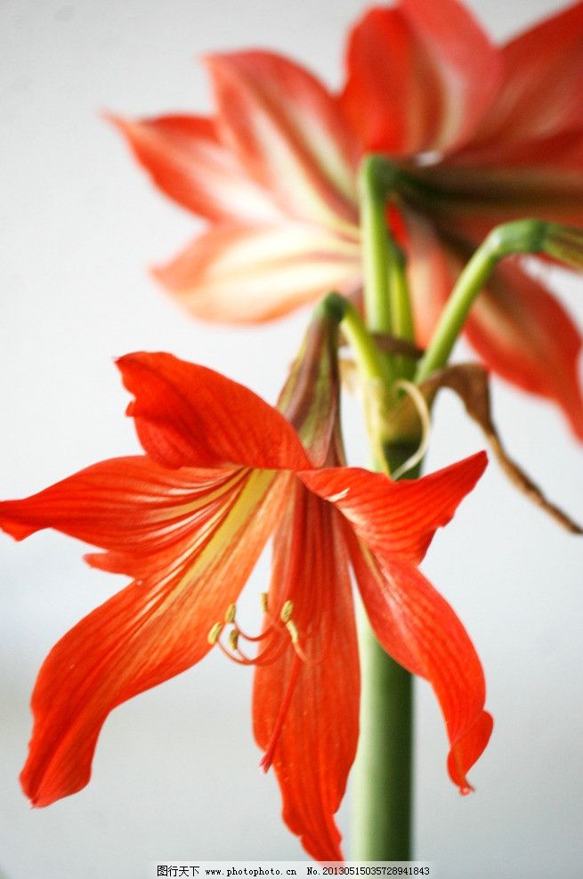 君子兰照片图片,开放的花 兰花 红色的花 兰花照片-图行天下图库
