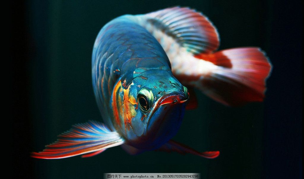 纹身金龙鱼好不好内容图片分享