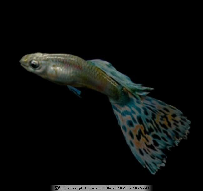 鱼 彩色鱼 观赏鱼图片_其他_3D设计_图行天下