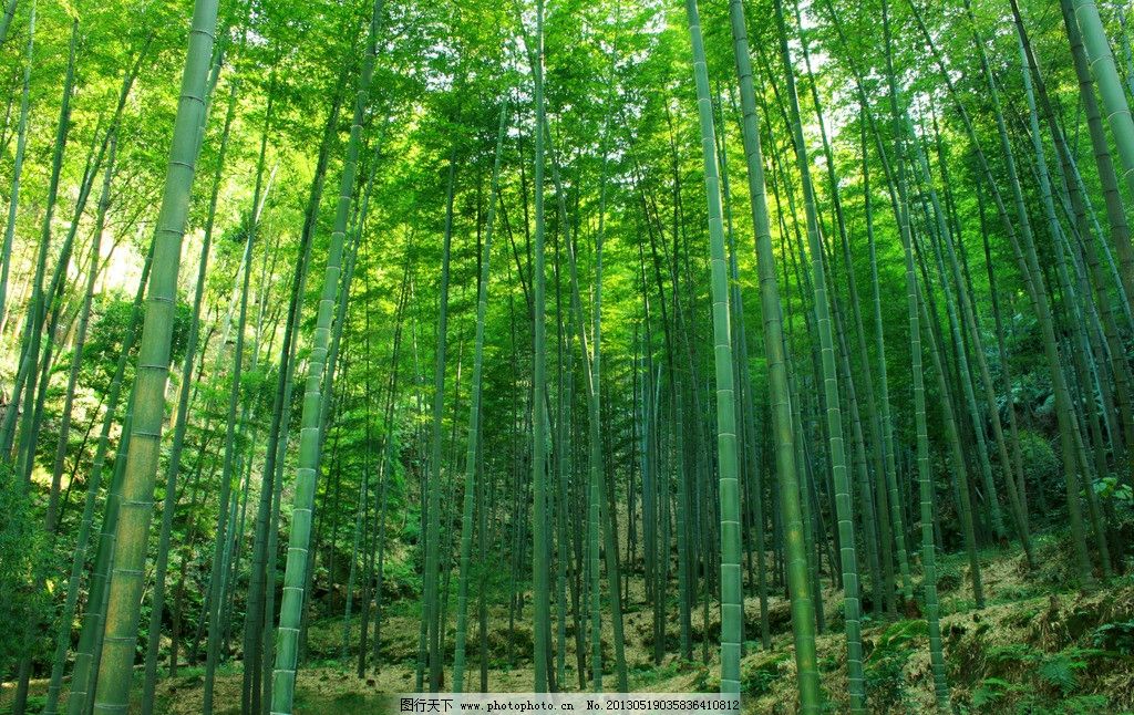 四季花木 富尔特 素材辞典 竹林 竹子 绿色 自然景观 自然风景 摄影