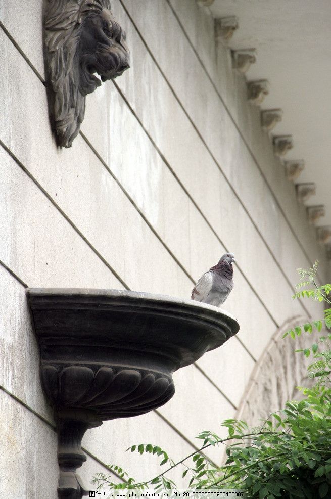 鸽子图片,墙面 狮子头 绿叶 雕塑 国内旅游 旅游
