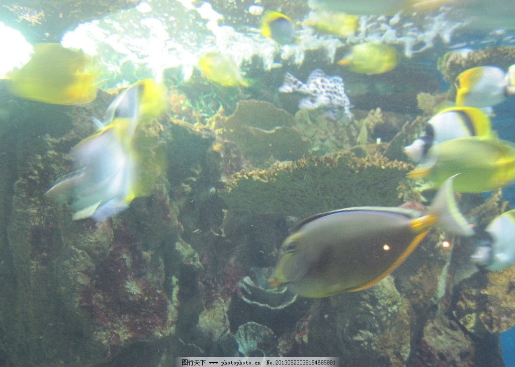 金鱼 海洋生物 海产 海鱼 海洋动物 动物世界 深海鱼 奇异动物 珊瑚 海底世界 海底动物 鱼类 鱼族 海洋世界 水族 海底生物世界 深海动物 海洋动物馆 海洋动物园 生物世界 摄影 300DPI JPG