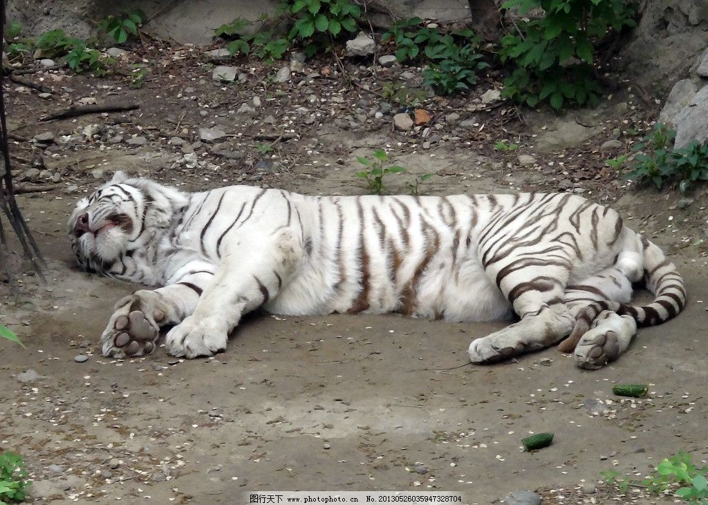 梦境之谜,为何我会梦见虎——急问中的心理与文化解析 梦境之谜,为何我会梦见虎——急问中的心理与文化解析