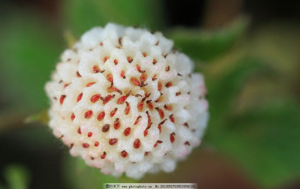 白草莓图片,白萌 野生草莓 野生水果 生物世界