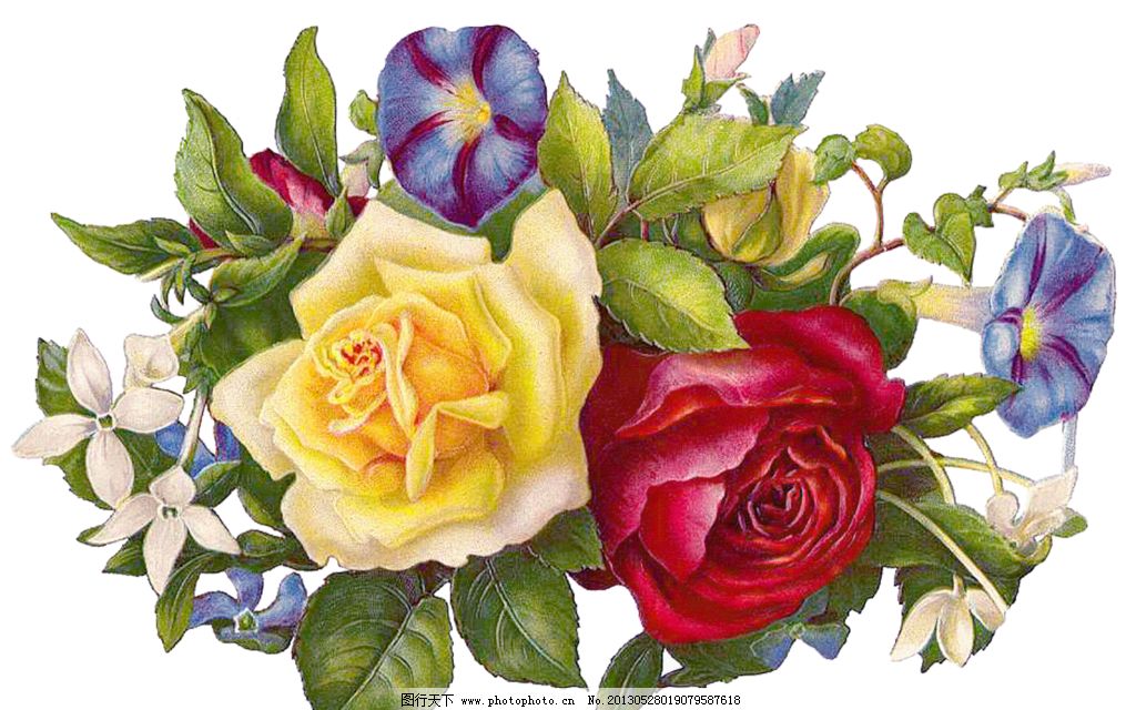 粉色玫瑰花图片_绘画书法 粉色玫瑰花图片_绘画书法