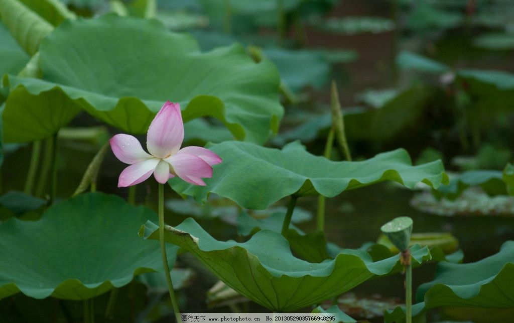 恒大新主场荷花造型火了！你给这构思打几分？