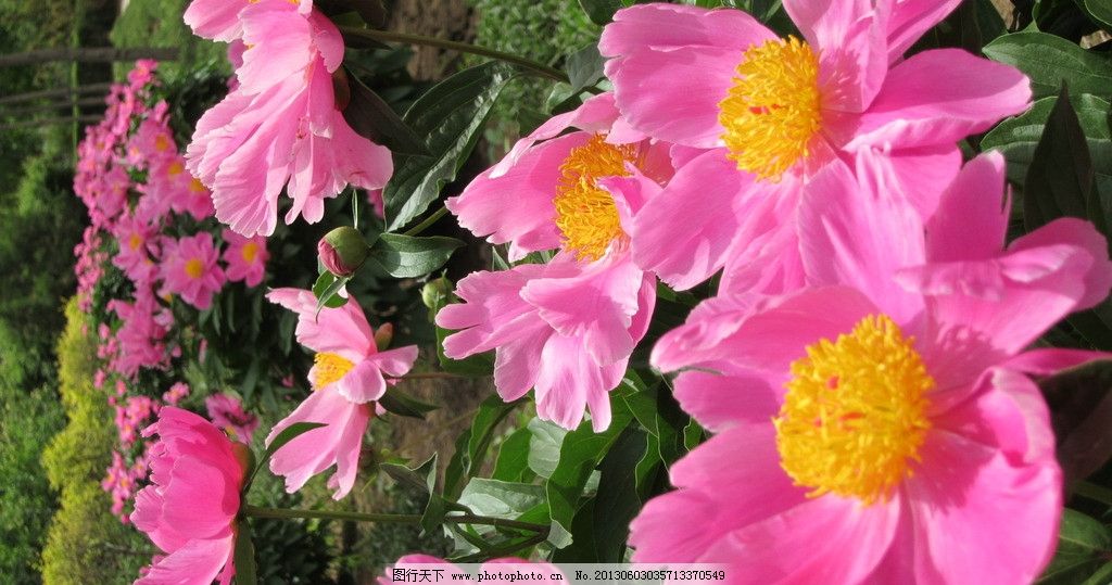 粉色芍药花 花圃 花园 芍药花 粉色花朵 绿叶 景观带 绿化带 花草