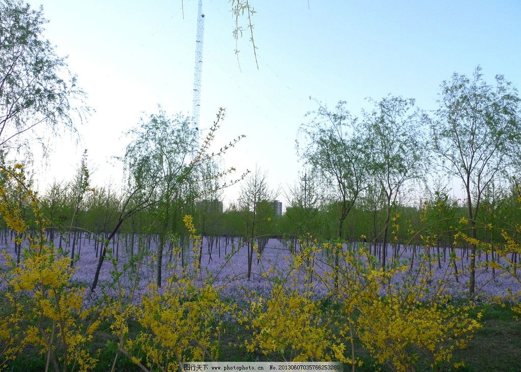 春天风景 花海 美丽 兰花 二月兰 迎春花 花草 生物世界 摄影