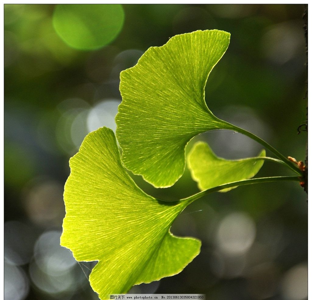学生个人特长有哪些,银杏树叶画图片大全,tian