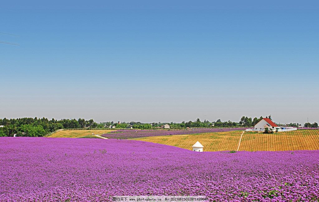 熏衣草图片,风车 花田 普罗斯旺 花海 摄影作品