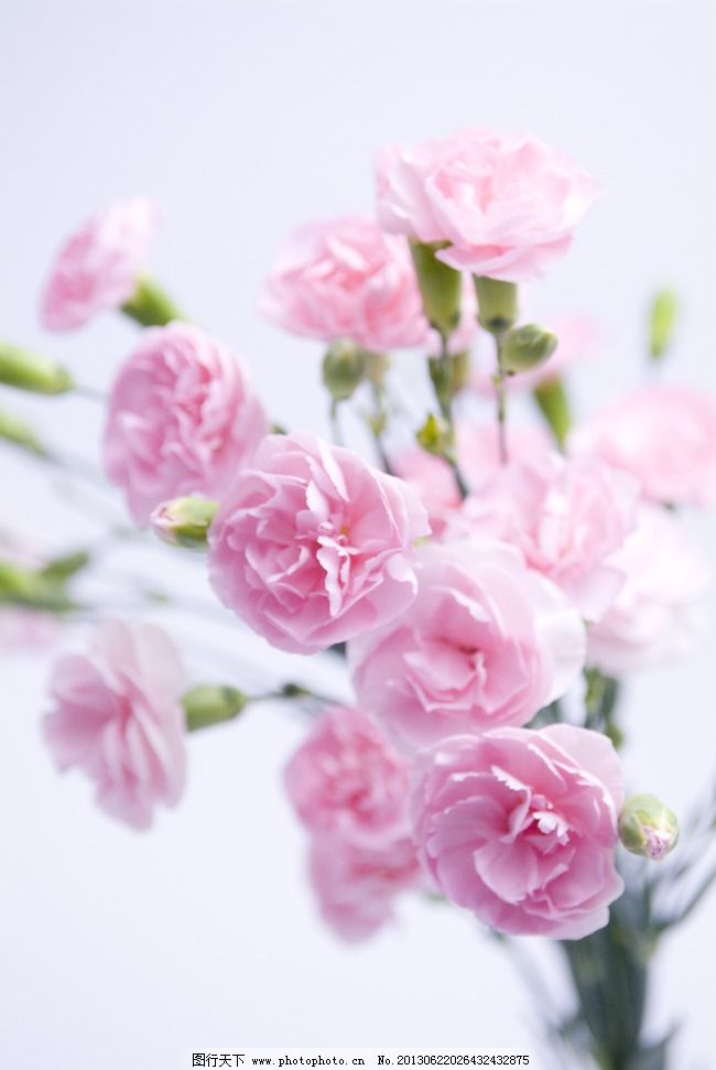 牡丹花免费下载 花朵 牡丹花 植物 牡丹花 粉色牡丹 植物 花朵 图片
