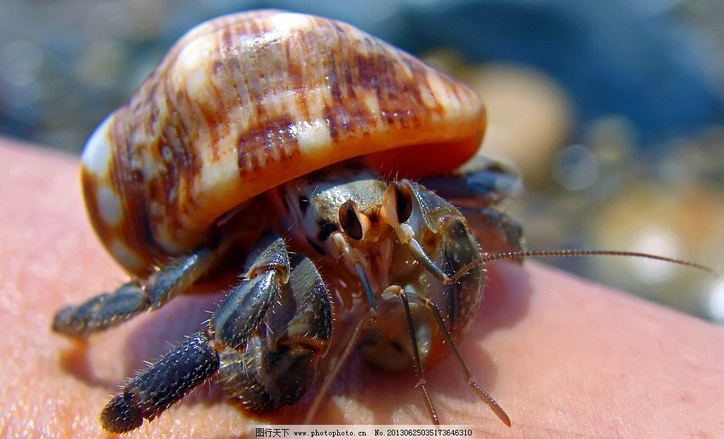 寄居蟹 海洋生物 节肢动物 白住房 干住屋 蟹 蟹类 螃蟹 寄居蟹图片_动物世界 寄居蟹 海洋生物 节肢动物 白住房 干住屋 蟹 蟹类 螃蟹 寄居蟹图片 寄居蟹素材 生物世界 摄影 72DPI JPG
