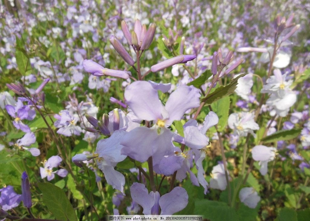 紫花图片 花草 生物世界 图行天下素材网