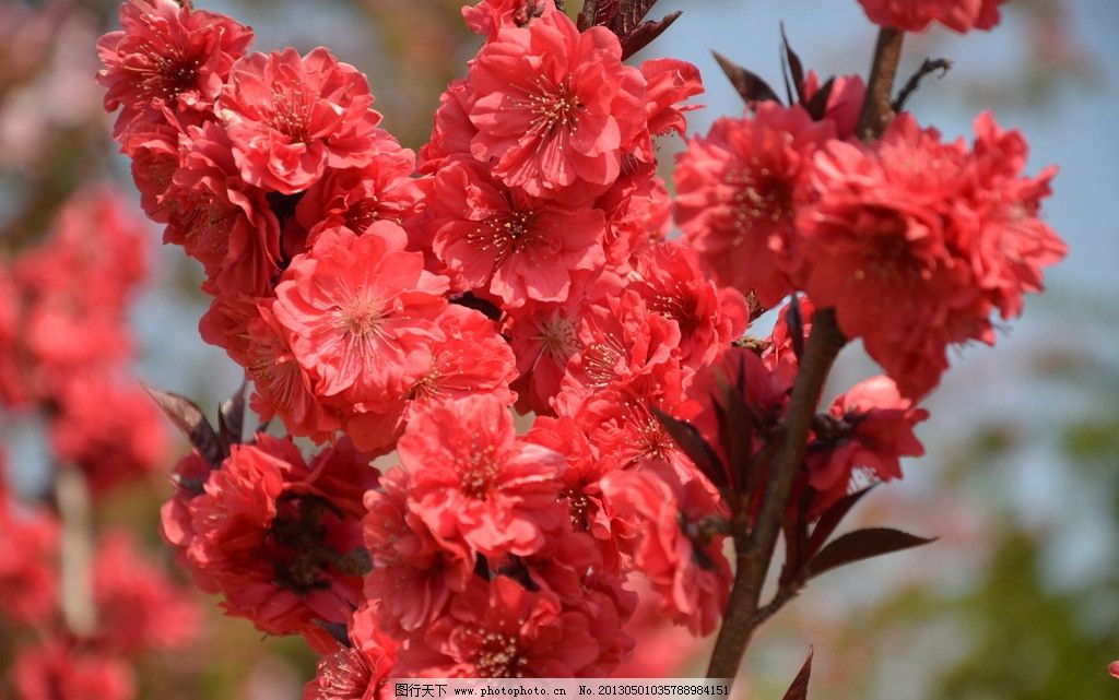 碧桃,花卉,千叶桃花,桃树,变种,单生,或两朵,生叶腋,重瓣,红色,花卉系列,花草,生物世界,摄影,300DPI,JPG