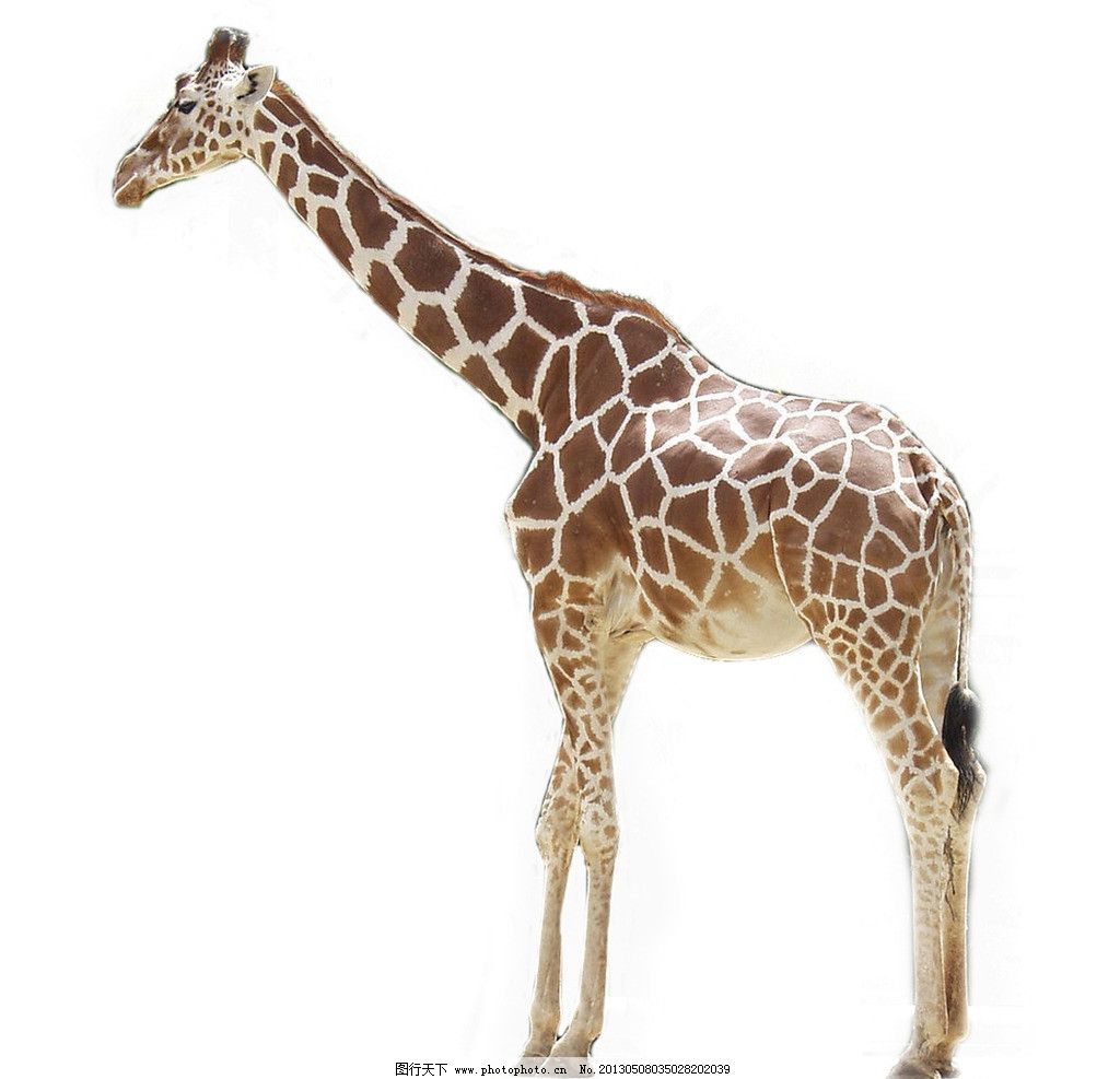 印花矢量图动物长颈鹿色彩彩色免费图片素材-编号03409489-图行天下