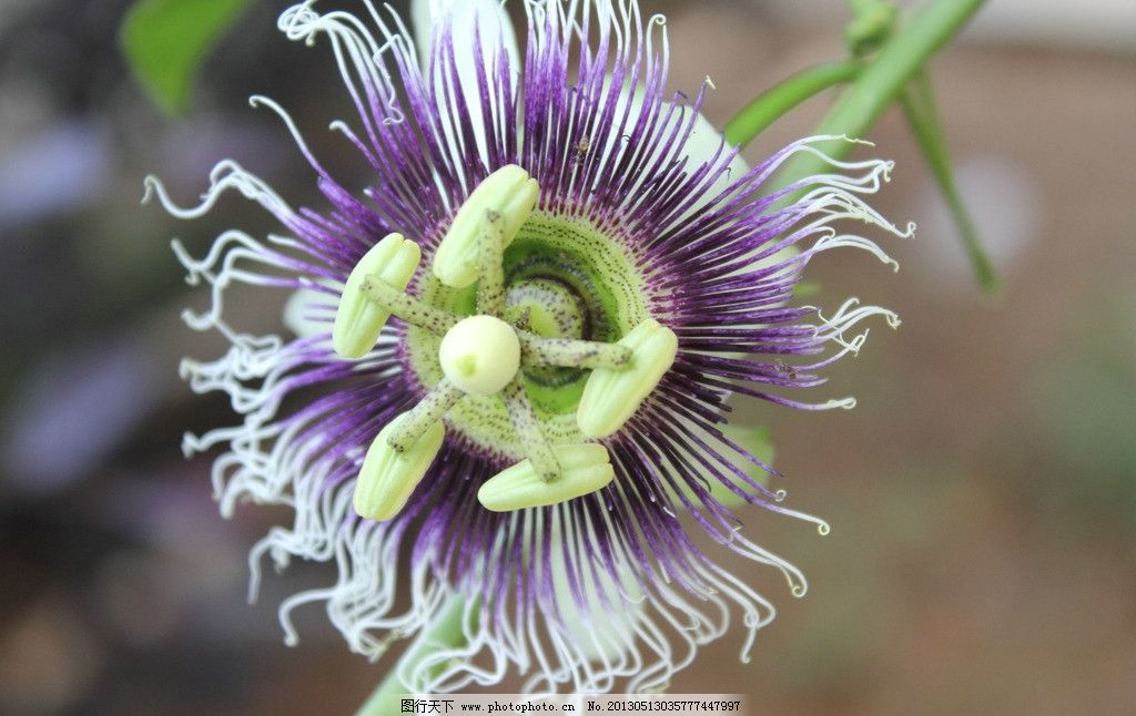 百香果的花语有什么含义