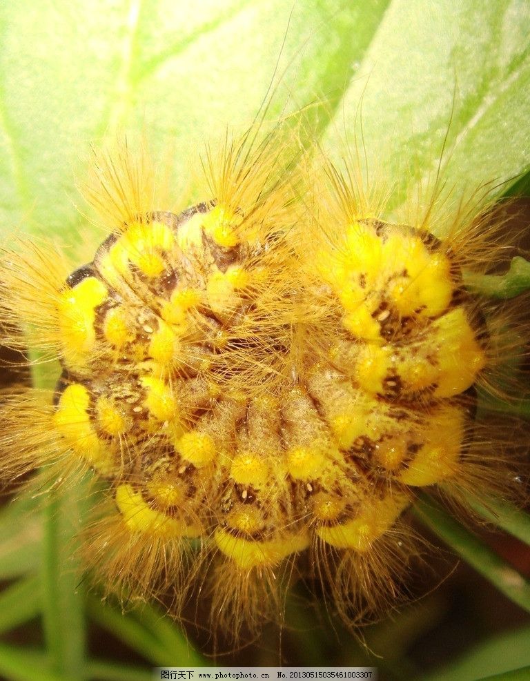 金毛虫图片 昆虫 生物世界 图行天下素材网 金毛虫图片 昆虫 生物世界 图行天下素材网