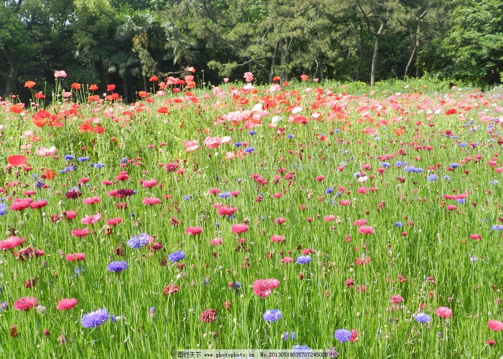 花丛,花儿,蓝色,红色,绿叶,花瓣,树木,花草,生物世界,摄影,300DPI,JPG