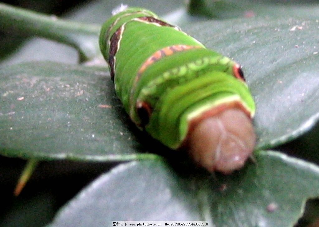 黑风蝶幼虫图片 昆虫 生物世界 图行天下素材网